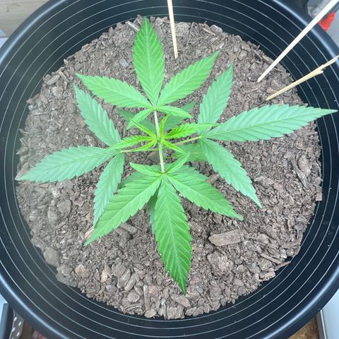 Eenie growlog timeline photo