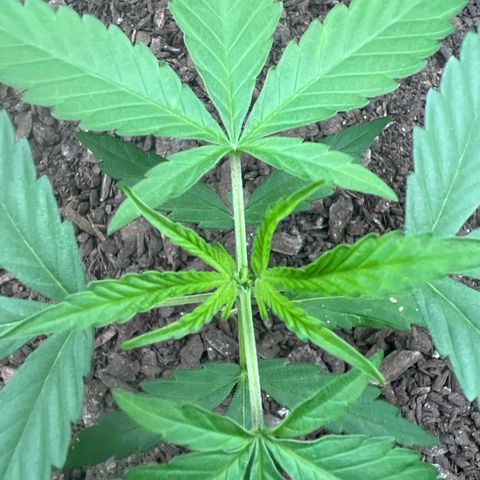 Eenie growlog timeline photo