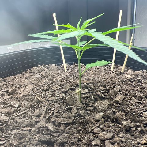 Eenie growlog timeline photo