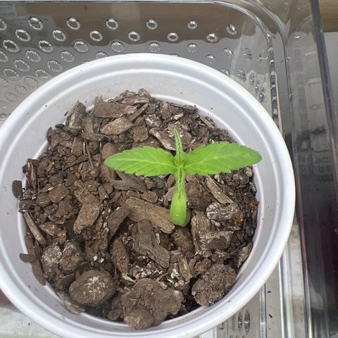Meenie growlog timeline photo