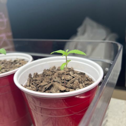 Meenie growlog timeline photo