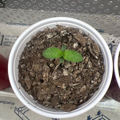 Miney growlog timeline photo