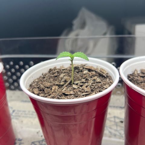 Miney growlog timeline photo