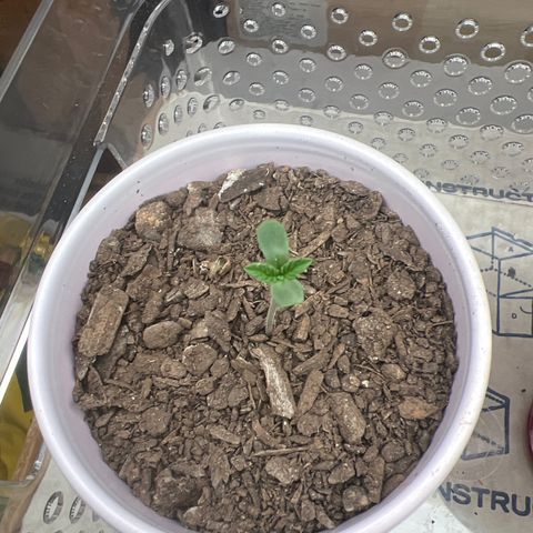 Moe growlog timeline photo