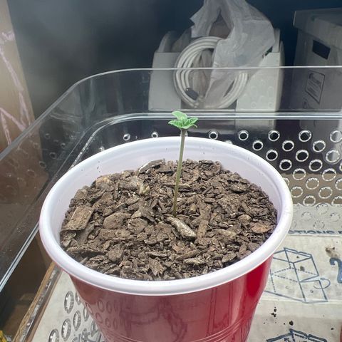 Moe growlog timeline photo