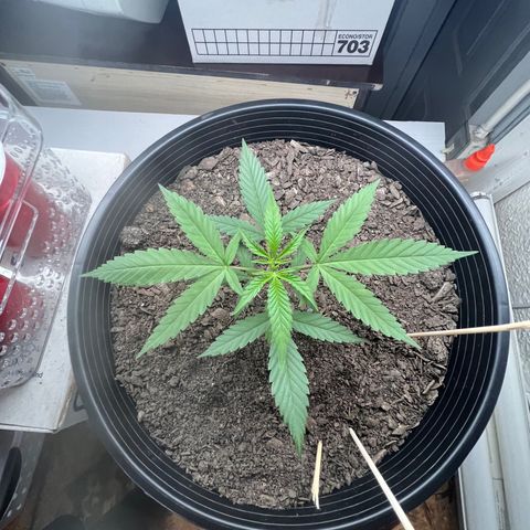 Eenie growlog timeline photo