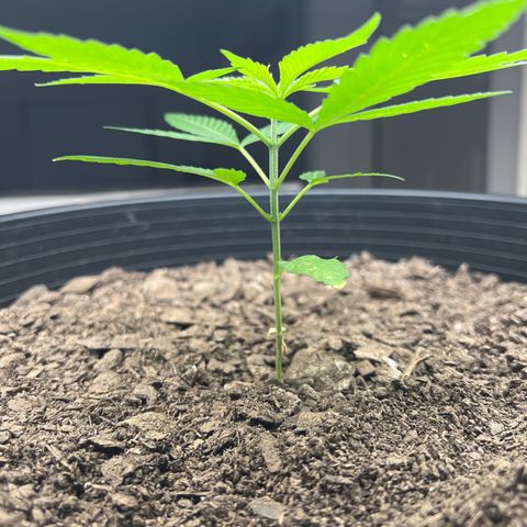 Eenie growlog timeline photo
