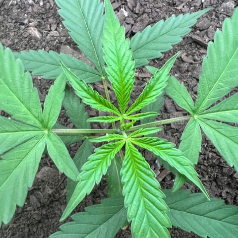 Eenie growlog timeline photo