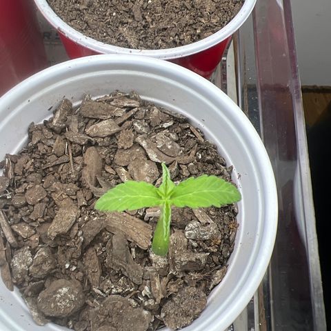 Meenie growlog timeline photo