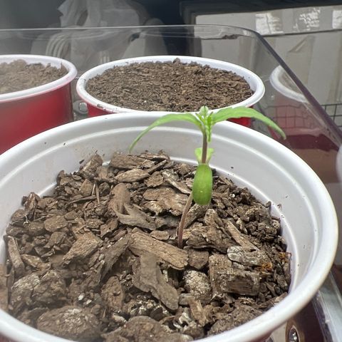 Meenie growlog timeline photo