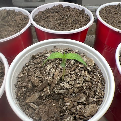 Miney growlog timeline photo