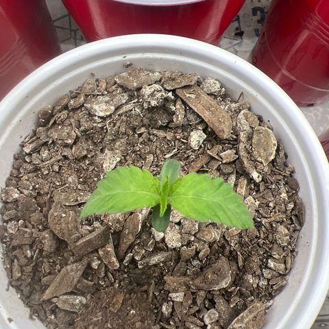 Miney growlog timeline photo