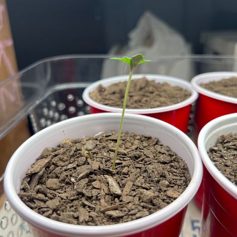 Moe growlog timeline photo