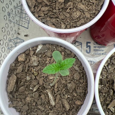 Moe growlog timeline photo