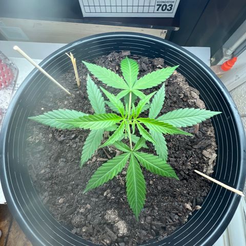 Eenie growlog timeline photo