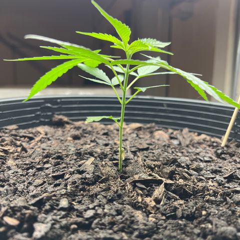 Eenie growlog timeline photo
