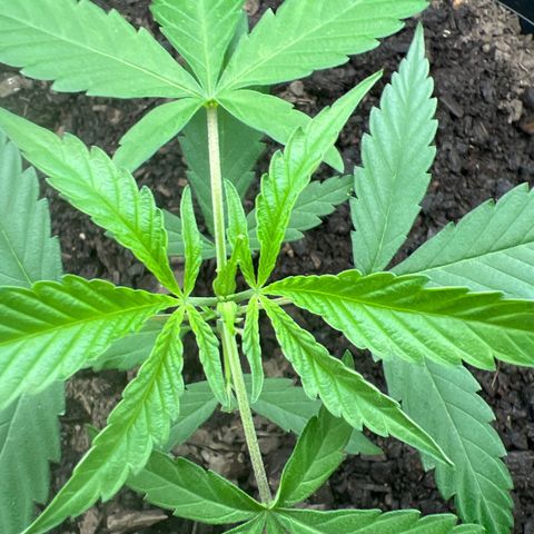 Eenie growlog timeline photo