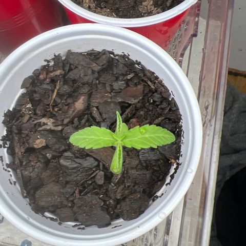 Meenie growlog timeline photo