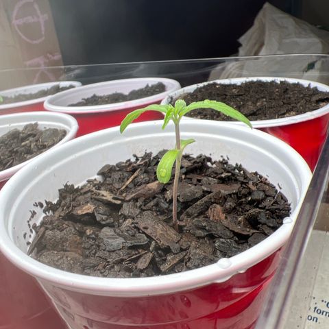 Meenie growlog timeline photo