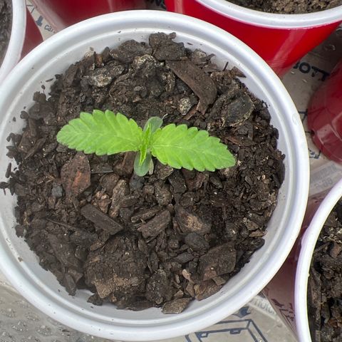 Miney growlog timeline photo