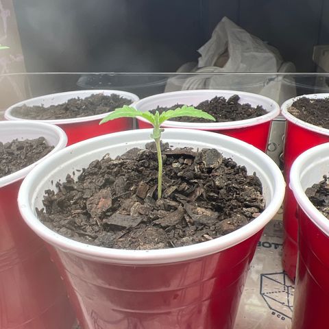 Miney growlog timeline photo
