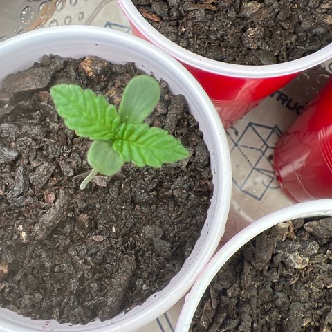 Moe growlog timeline photo