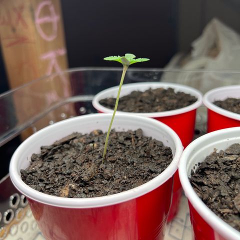 Moe growlog timeline photo