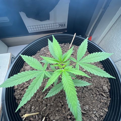 Eenie growlog timeline photo