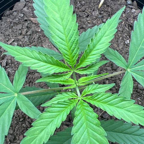 Eenie growlog timeline photo