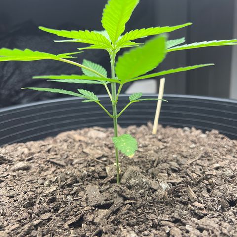 Eenie growlog timeline photo