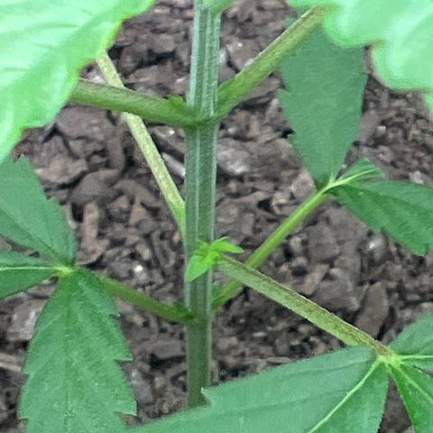 Eenie growlog timeline photo