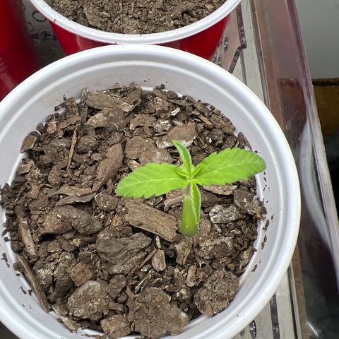 Meenie growlog timeline photo