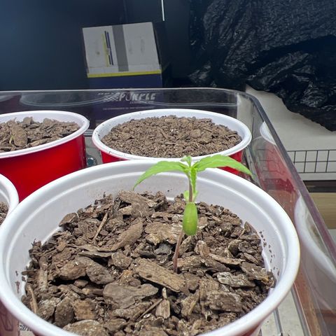 Meenie growlog timeline photo
