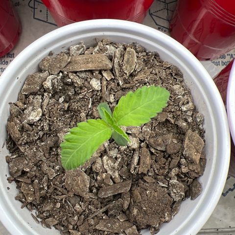 Miney growlog timeline photo