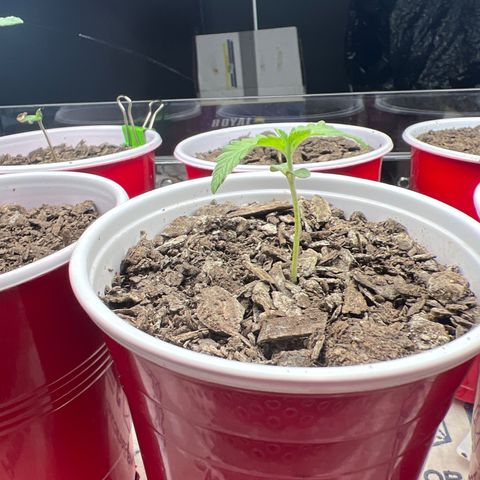 Miney growlog timeline photo