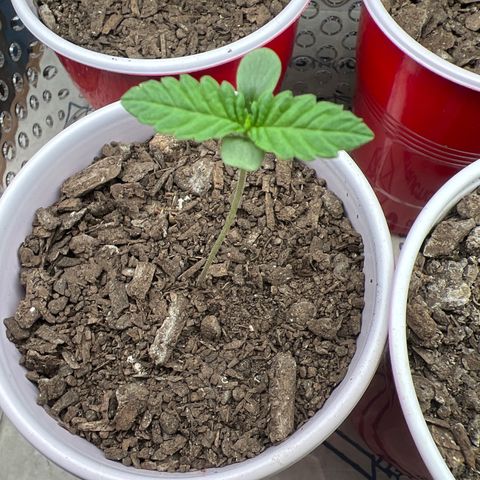 Moe growlog timeline photo