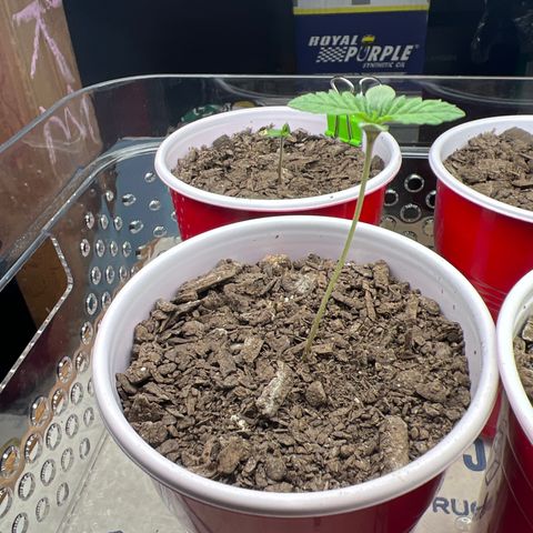 Moe growlog timeline photo