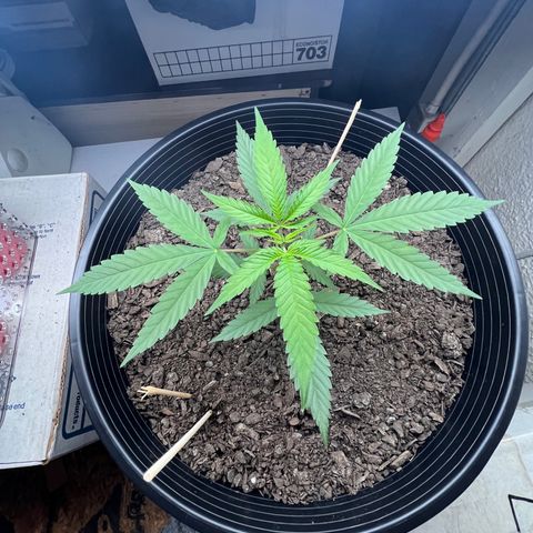 Eenie growlog timeline photo