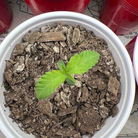Miney growlog timeline photo
