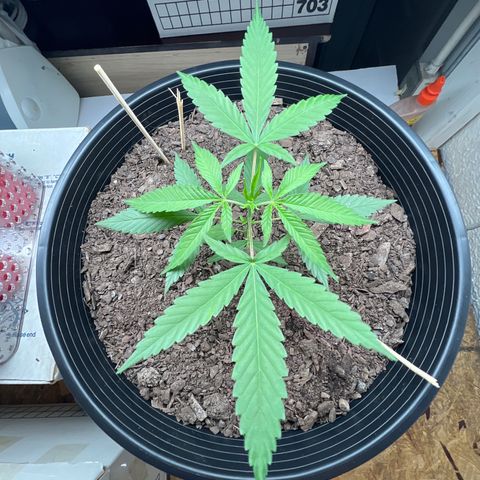 Eenie growlog timeline photo
