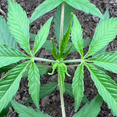 Eenie growlog timeline photo