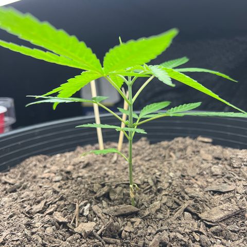 Eenie growlog timeline photo