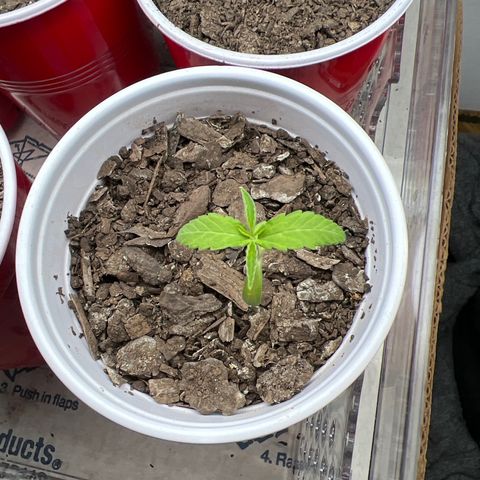 Meenie growlog timeline photo