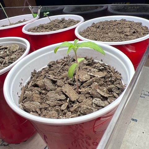 Meenie growlog timeline photo