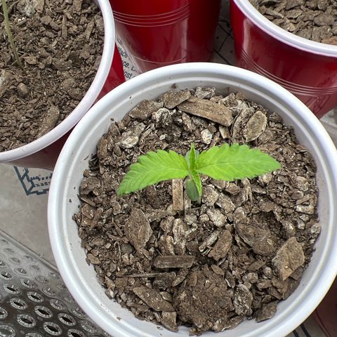 Miney growlog timeline photo