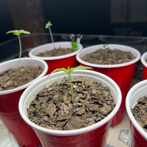 Miney growlog timeline photo