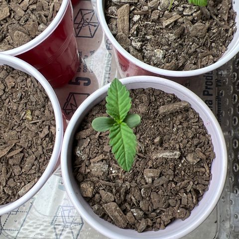 Moe growlog timeline photo