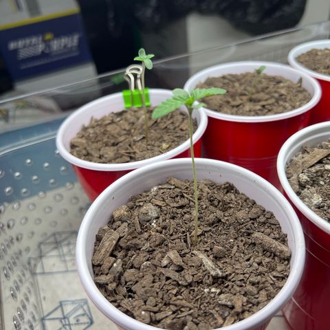 Moe growlog timeline photo