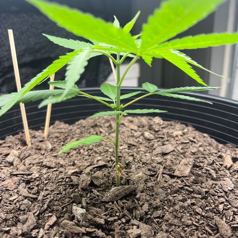 Eenie growlog timeline photo