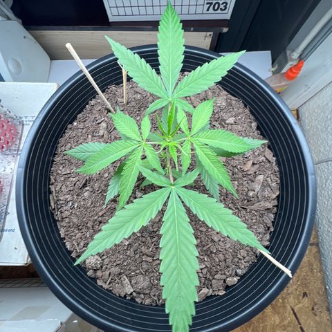 Eenie growlog timeline photo